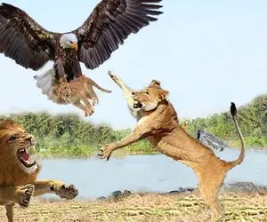 شاهکار حیات وحش؛ عقاب تیزبین ددمنش موقع قاپیدن توله شیر توسط مادرش جرواجر شد