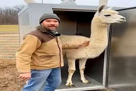 دامداری نوین؛ دستگاه با باد فشار قوی پشمای لاما رو خورد