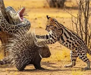 مستند حیات وحش؛ جوجه تیغی ریزه نزدیک بشن تیزه