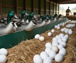 کارخانه حیوانات؛ تو مرغدونی با تزریق کبوتر زینتی پرورش میدن خوش رنگ و لعاب قیمتی