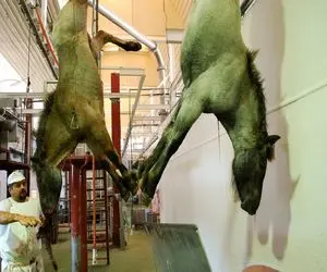 فرآوری اسب؛ اسب اصیل در حال احتضار و با تبر سلاخی و بعد چرخ میکنن برای سوسیس