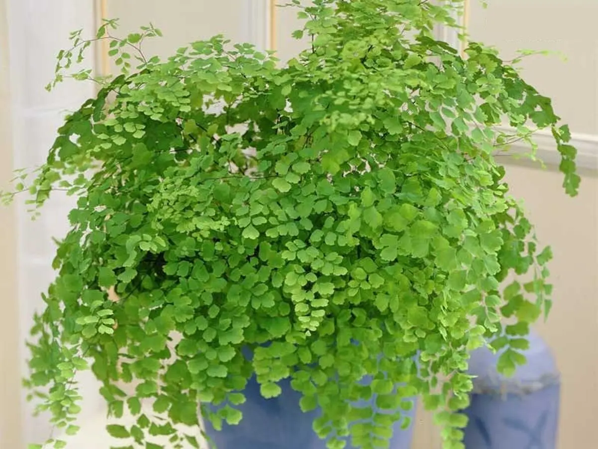 گیاهان آپارتمانی مخصوص خانه تاریک