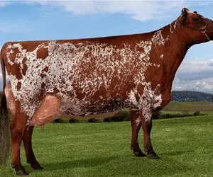 گاوهای باورنکردنی؛ گاو پهن پیکر انقدر شیر داره که تانکر آوردن برای دوشیدنش