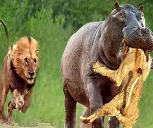 شاهکار حیات وحش/ شیر برای نجات گروهش در دهان اسب آبی خودکشی کرد
