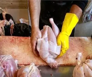 قیمت مرغ امروز 9 تیر 1405؛ فیله مرغ چند؟ + جدول قیمتها