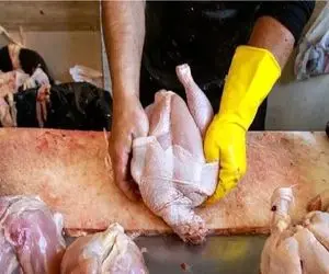 قیمت مرغ امروز 9 تیر 1405؛ فیله مرغ چند؟ + جدول قیمتها