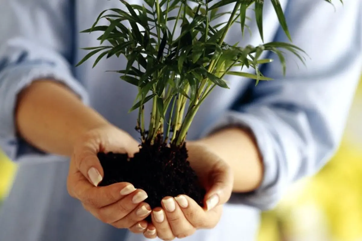 گیاه بامبو خوش_ شانسی
