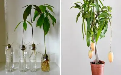 کاشت انبه در آب با کمترین هزینه/ از لیوان آب تا درخت میوه با این ترفند ساده