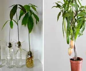 کاشت انبه در آب با کمترین هزینه/ از لیوان آب تا درخت میوه با این ترفند ساده