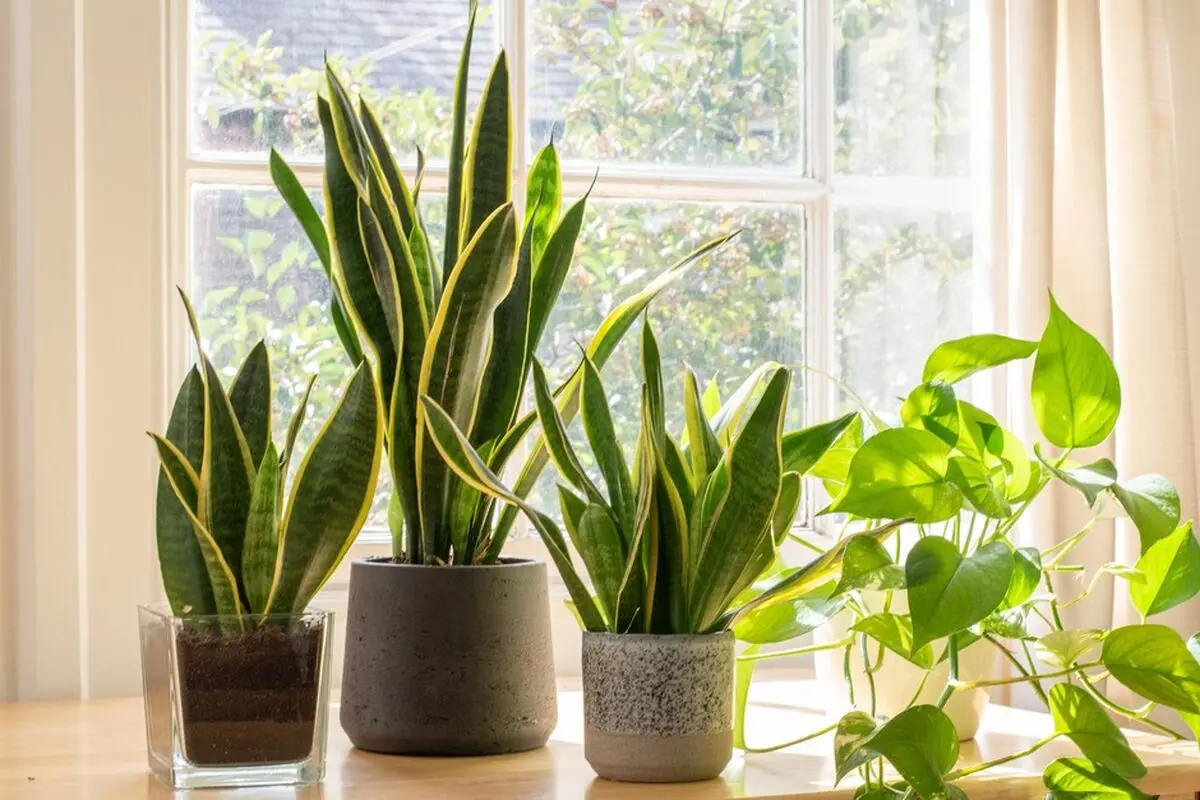 Sansevieria-7