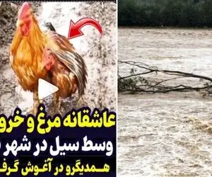 ویدیو عاشقانه یک مرغ و خروس تو سیل که وایرال شده