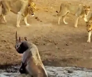 مستند حیات وحش؛ شیرهای کفتار صفت کرگدن دوره کردن ببلعن بازی عوض شد