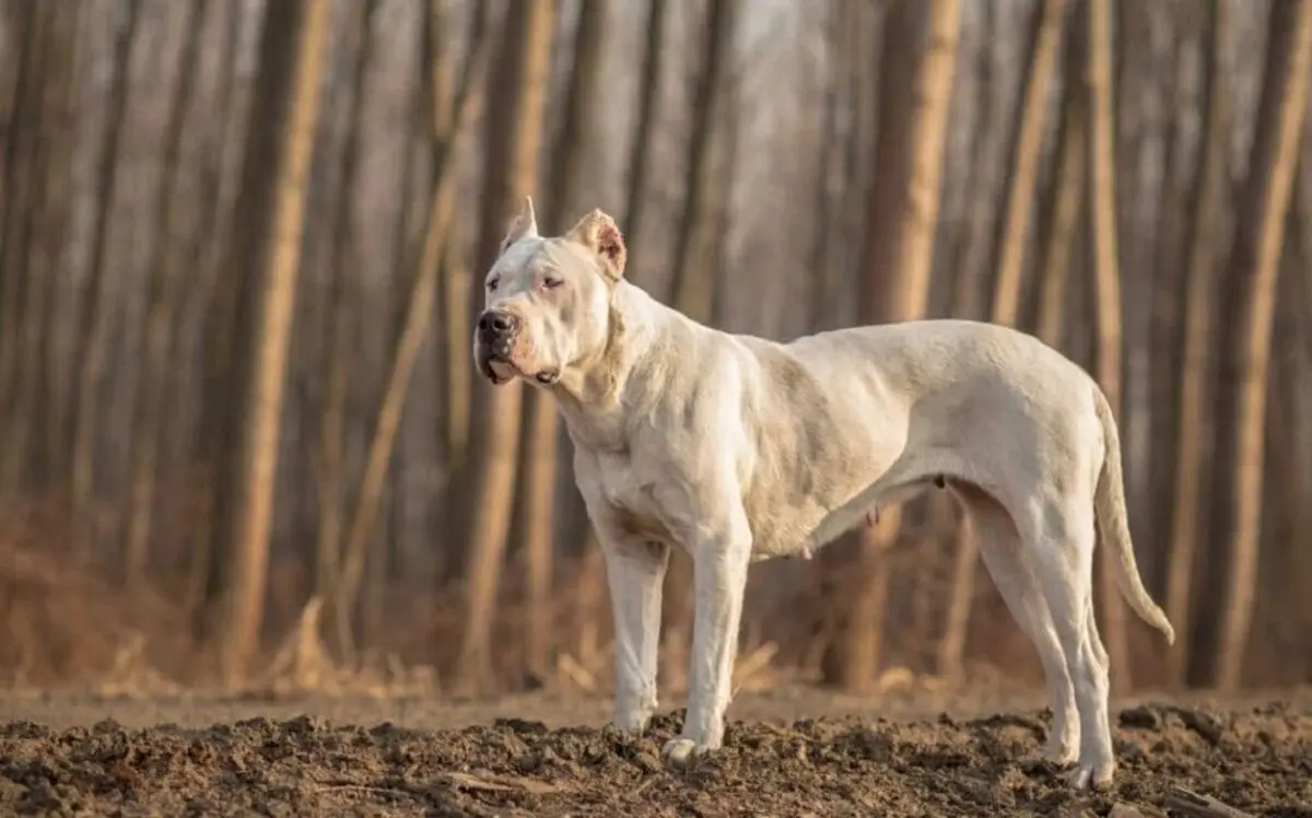 Dogo-Argentino-e1614188875167