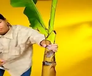 کشاورزی نوین؛ ساقه ی درخت موز رو کند لاش سیر کاشت چنان خوشه ای داد ترکیبی عجیب