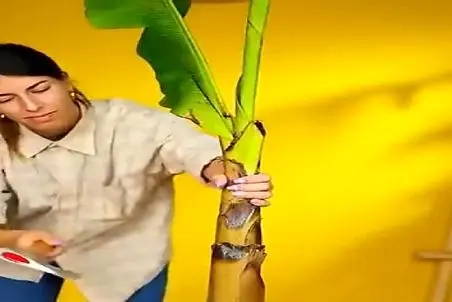 کشاورزی نوین؛ ساقه ی درخت موز رو کند لاش سیر کاشت چنان خوشه ای داد ترکیبی عجیب