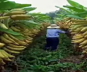 کشاورزی نوین؛ کشاورزفقیر مزرعه موز زد کارش گرفت بار سنگین داد از قد و قواره اش بزرگتر