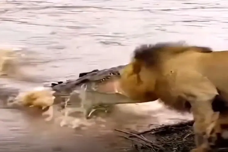 معماری طبیعت؛ کیه که بدش بیاد مثل این شیر باشه کم زحمت کشید زیاد کاسب شد