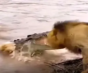 معماری طبیعت؛ کیه که بدش بیاد مثل این شیر باشه کم زحمت کشید زیاد کاسب شد