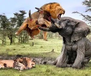 مستند حیات وحش؛ فیل عصیان گر با خرطومش شیر رو مثل توپ به هوا پرت کرد