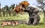 مستند حیات وحش؛ فیل عصیان گر با خرطومش شیر رو مثل توپ به هوا پرت کرد
