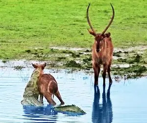 مستند حیات وحش؛ گوزن مادر بی‌رحم بچه اش رو فرستاد دهن کروکودیل