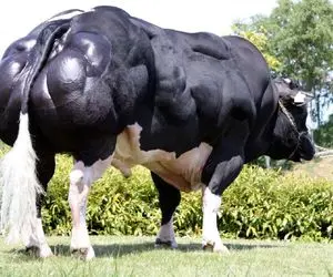 گاوهای باورنکردنی؛ گاو 1450کیلویی عضله ساخته برای مسابقه گاو آهنین روز 6بار شیر میده