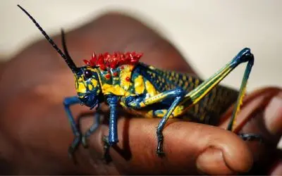 آن روی طبیعت وحشی؛ ملخ رنگین کمانی با ظاهری فریبنده که اگر عاشق این ملخ شوید می میرید