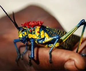 آن روی طبیعت وحشی؛ ملخ رنگین کمانی با ظاهری فریبنده که اگر عاشق این ملخ شوید می میرید