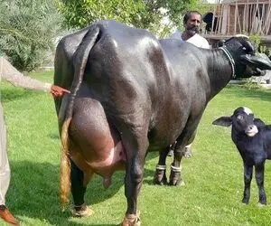 گاوهای باورنکردنی؛ گاوهای چاقی که اینقدر شیر دارن اگه ندوشن راه نمی تونن برن