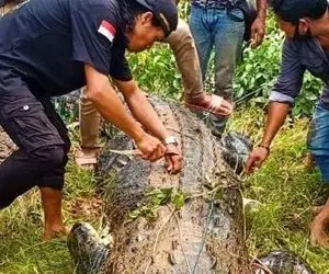 (عکس) پسر 8 ساله ای که توسط تمساح بلعیده شد!