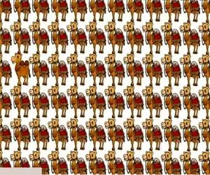 بازی فکری؛ فقط چشم های صد در صد سالم میتونن شتر متفاوت رو بین اینهمه شتر پیدا کنن