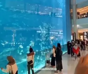 لحظه فرو ریختن بزرگترین آکواریوم جهان در عربستان؛ ترک هولناک روی شیشه و سلام کوسه ها