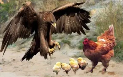 شاهکار حیات وحش؛ عقاب سفاک جوجه های مرغ و قورت داد