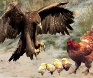 شاهکار حیات وحش؛ عقاب سفاک جوجه های مرغ و قورت داد