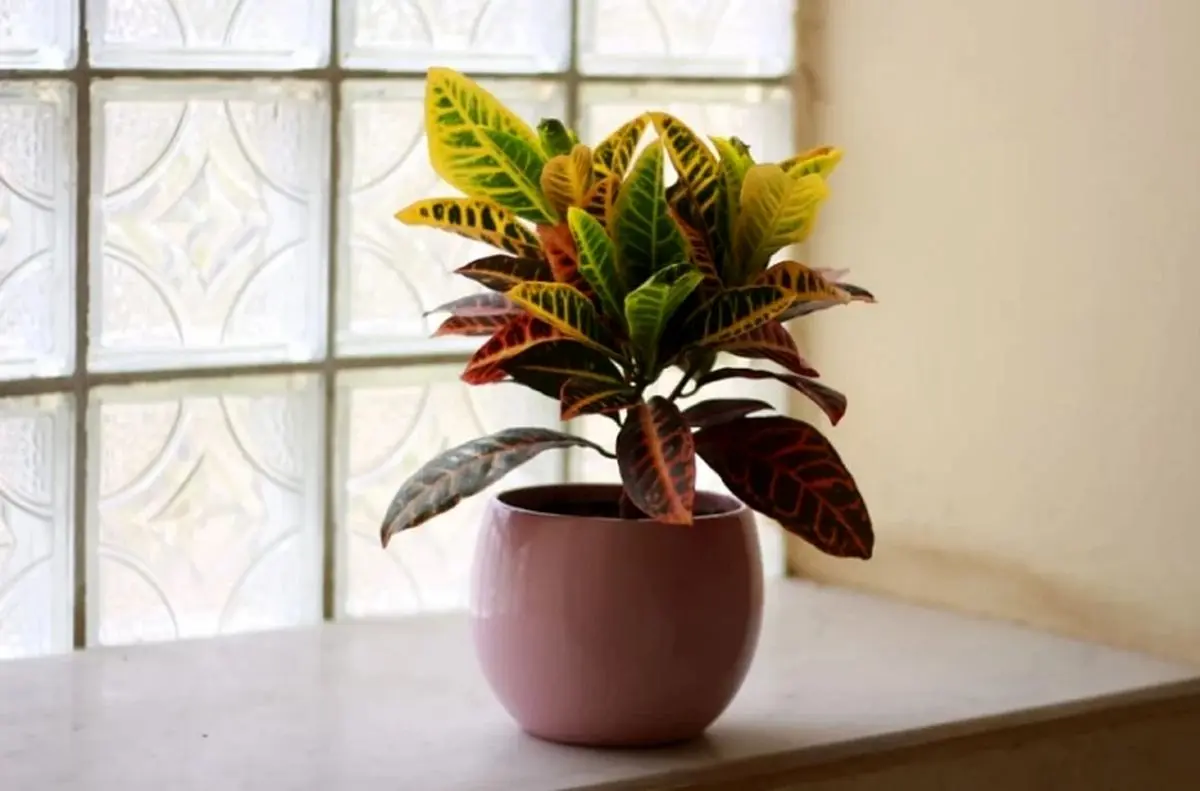 croton-plant-5