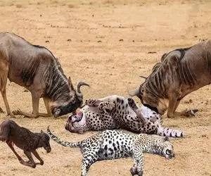 بدایع حیات وحش؛ وقتی پلنگ آرام است کل یالدار برای مرگش نقشه میکشد حمله میکند