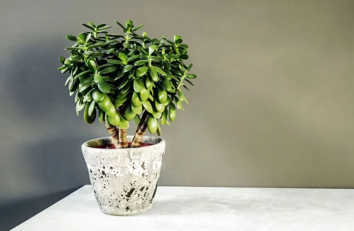 jade-plant-in-house