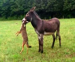 بدایع حیات وحش؛ الاغ خشمگین مثل کنه چسبید به گوش کفتار سفاک هلیکوپتری چرخوند