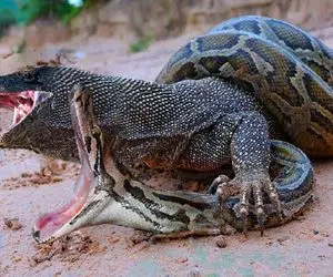 بدایع حیات وحش؛ کومودو سفاک و پیتون غول بعد کشتی مشتی همدیگه رو از دم بلعیدن