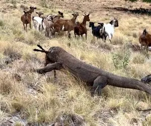 مستند حیات وحش؛ اژدهای کومودو شده بلای جان بزها