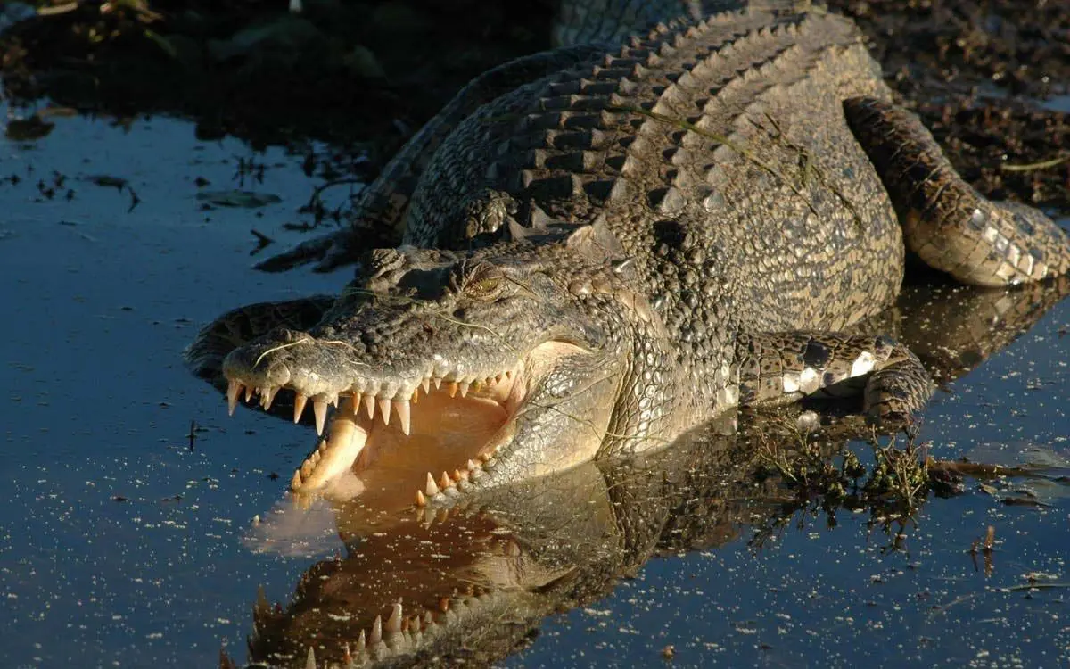 saltwater-crocodile