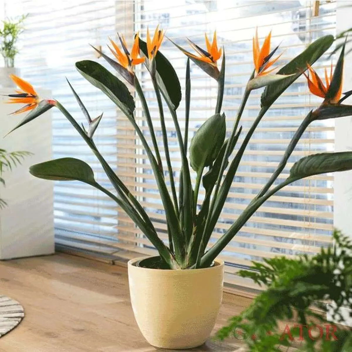 lux-plants2
