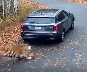 معماری طبیعت؛ خانومه معلوم نیست چه کار خیری کرده بود که نجات پیدا کرد و الا...