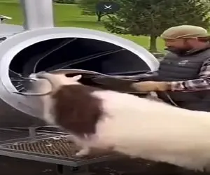 دامداری نوین؛ پنکه مکنده بز رو خورد سفید مفید تحویلش داد