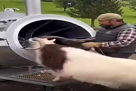 دامداری نوین؛ پنکه مکنده بز رو خورد سفید مفید تحویلش داد