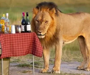 مستند حیات وحش؛ واکنش شیرها وقتی فضا براشون رمانتیک میشه