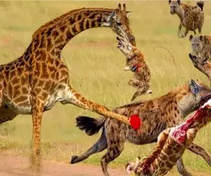 حیات وحش مصنوعی/زرافه با پوزش به ناجی هاش یورش برد/ هیچکس دیگه جلو دارش نیست