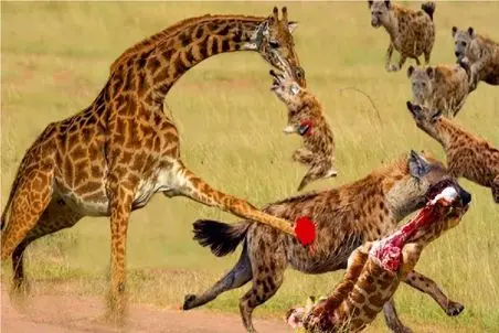 حیات وحش مصنوعی/زرافه با پوزش به ناجی هاش یورش برد/ هیچکس دیگه جلو دارش نیست