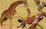 حیات وحش مصنوعی/زرافه با پوزش به ناجی هاش یورش برد/ هیچکس دیگه جلو دارش نیست