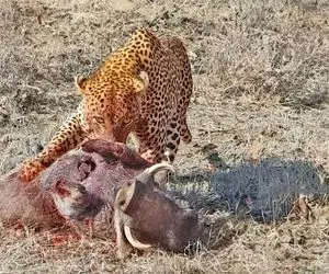 بدایع حیات وحش؛ پلنگ شرور کشیک داد تا گراز و بچه هاش از لونه درومدن یکی رو پاره کرد